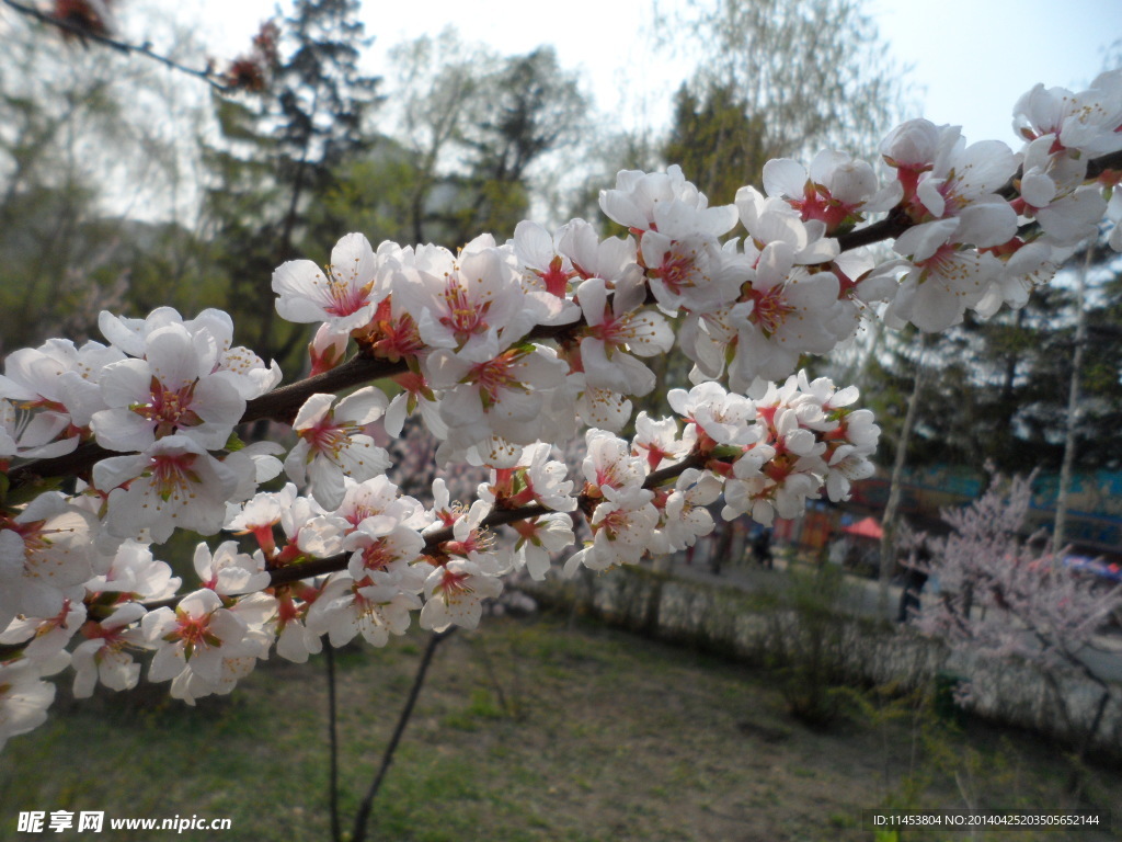 榆叶梅花