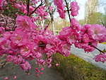 榆叶梅花
