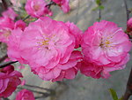 榆叶梅花