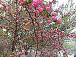榆叶梅花