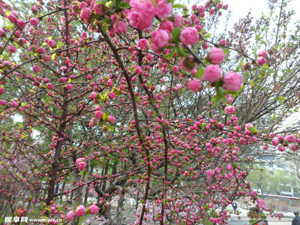 榆叶梅花