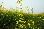油菜花
