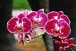 兰花