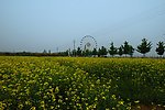 油菜花