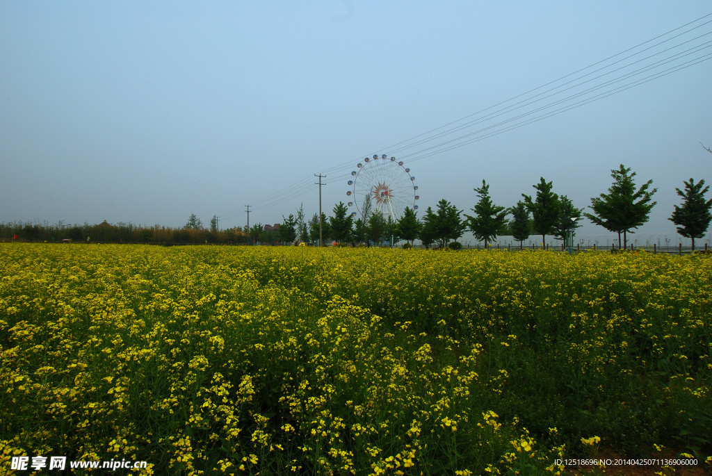 油菜花