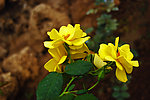 月季花