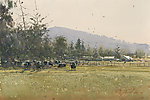 田野油画