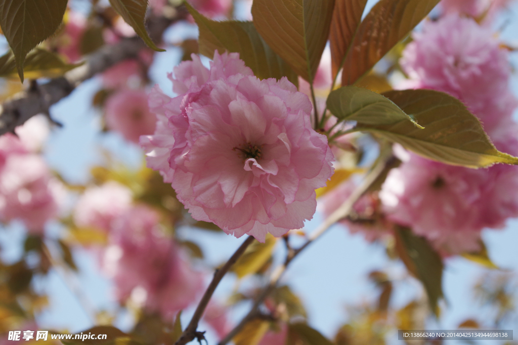 春日桃花