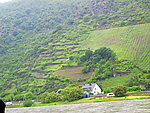 莱茵河风景