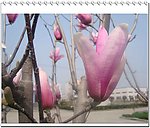 玉兰花