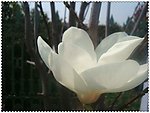 玉兰花