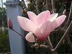 玉兰花