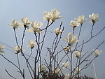 玉兰花
