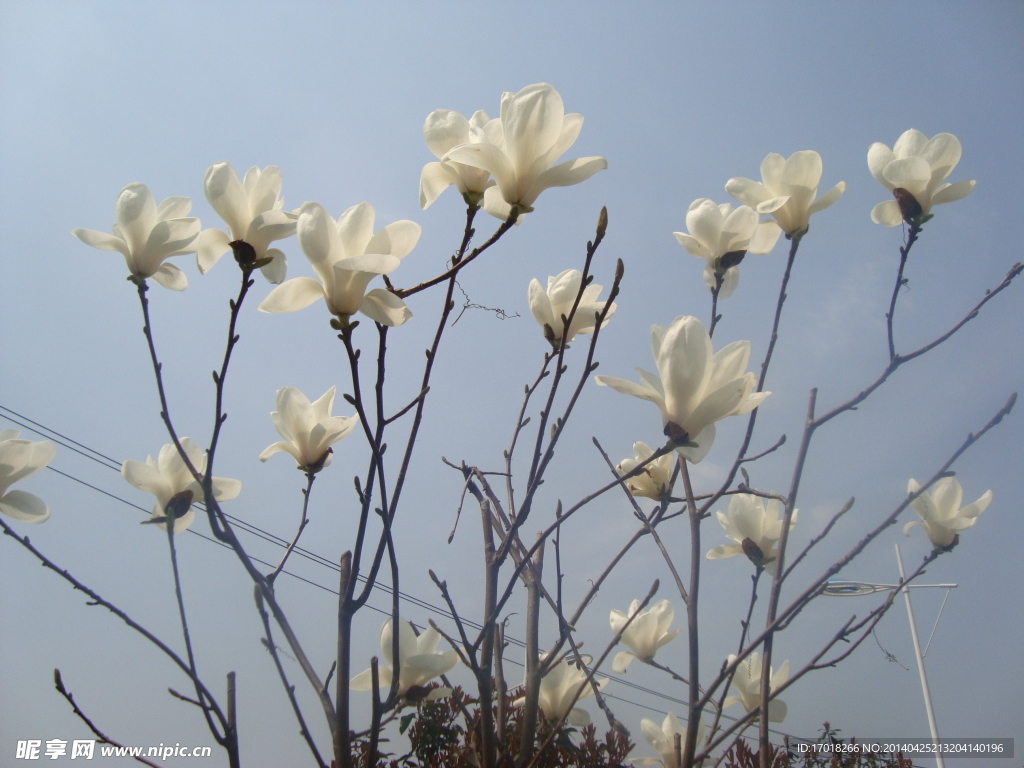 玉兰花