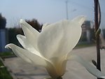玉兰花