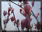 玉兰花