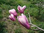 玉兰花