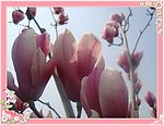 玉兰花
