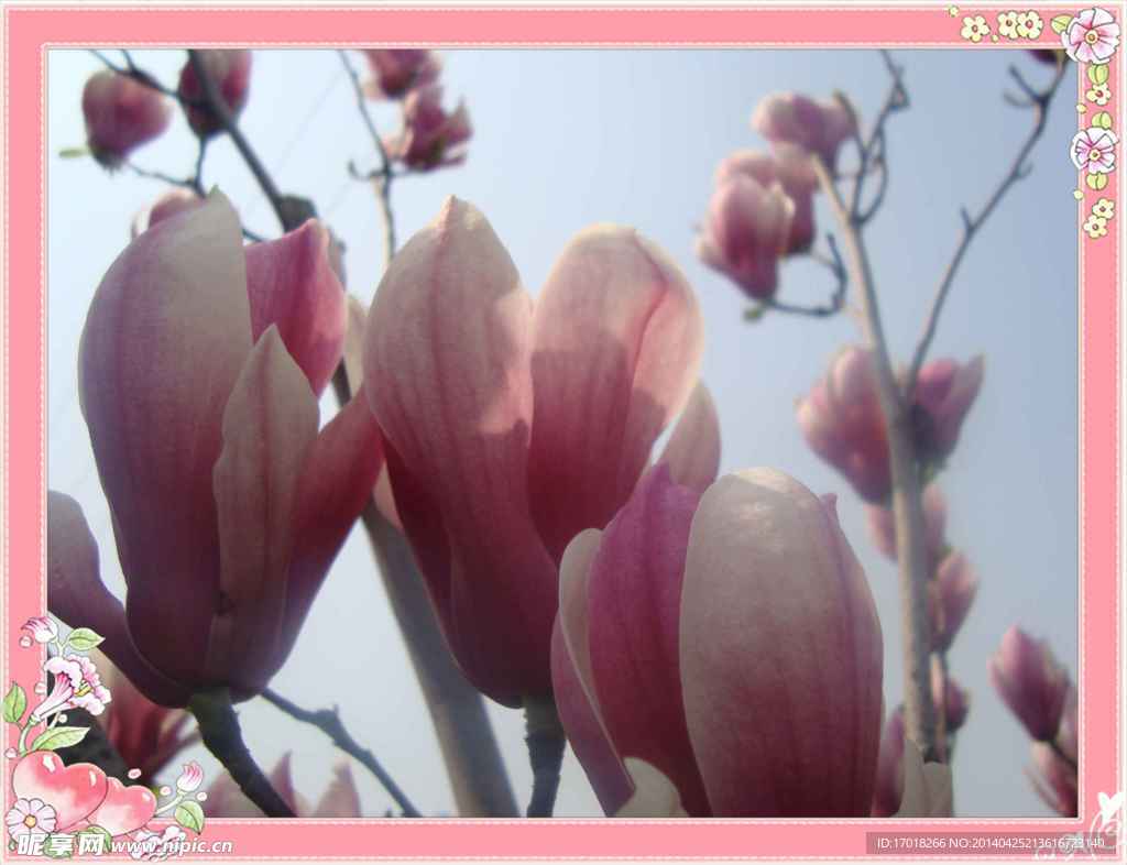 玉兰花