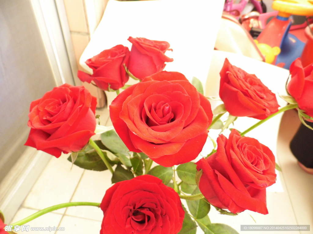 玫瑰花 爱情 情人节