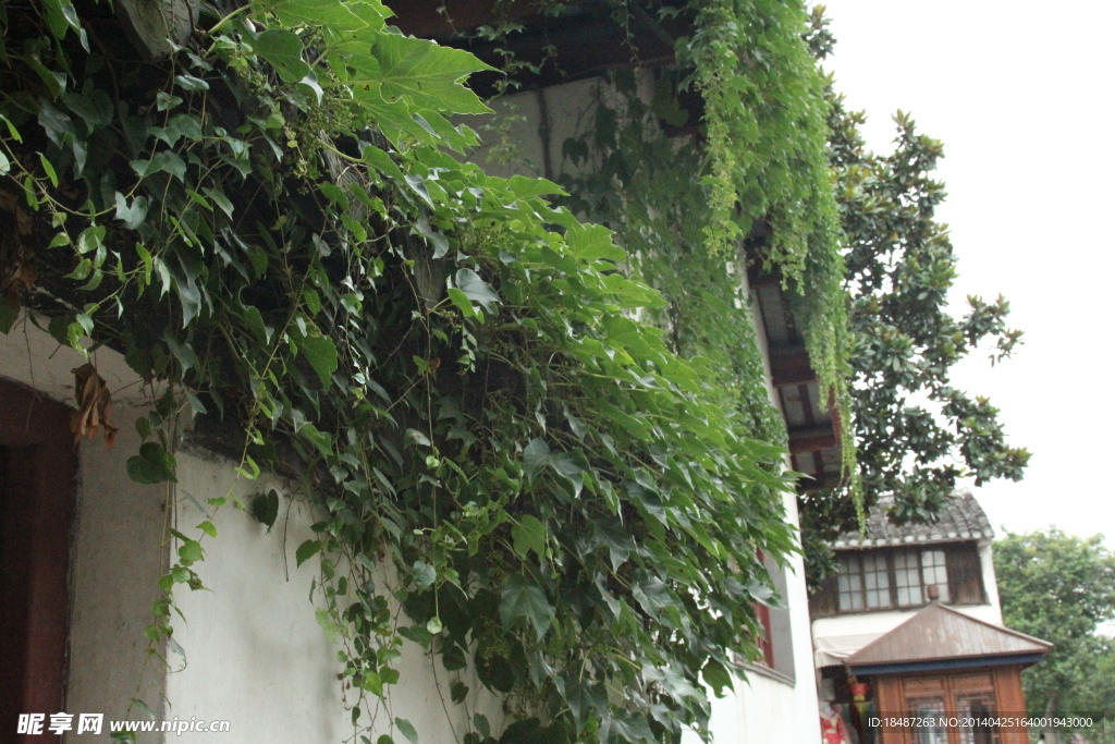 绿藤