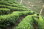 柏塘船头坝茶园