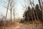 山林