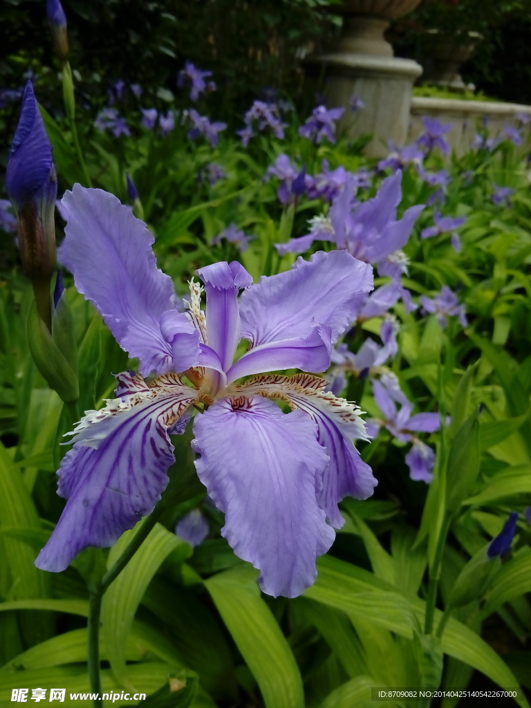 鸢尾花