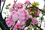花与树枝