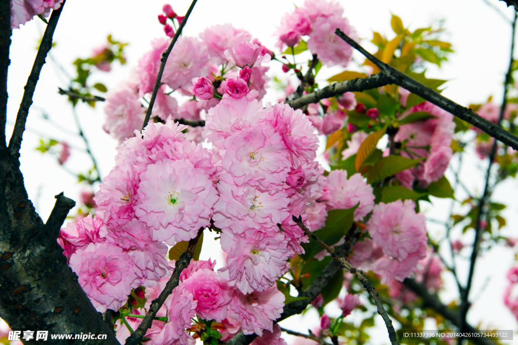 花与树枝