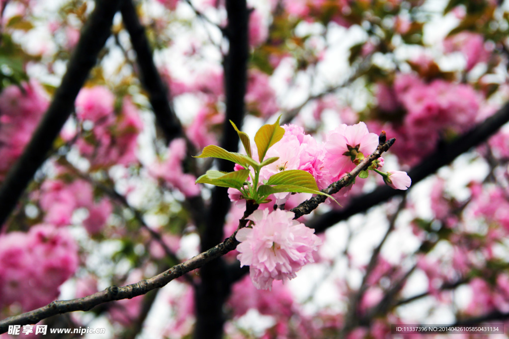 樱花