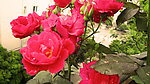 月季花