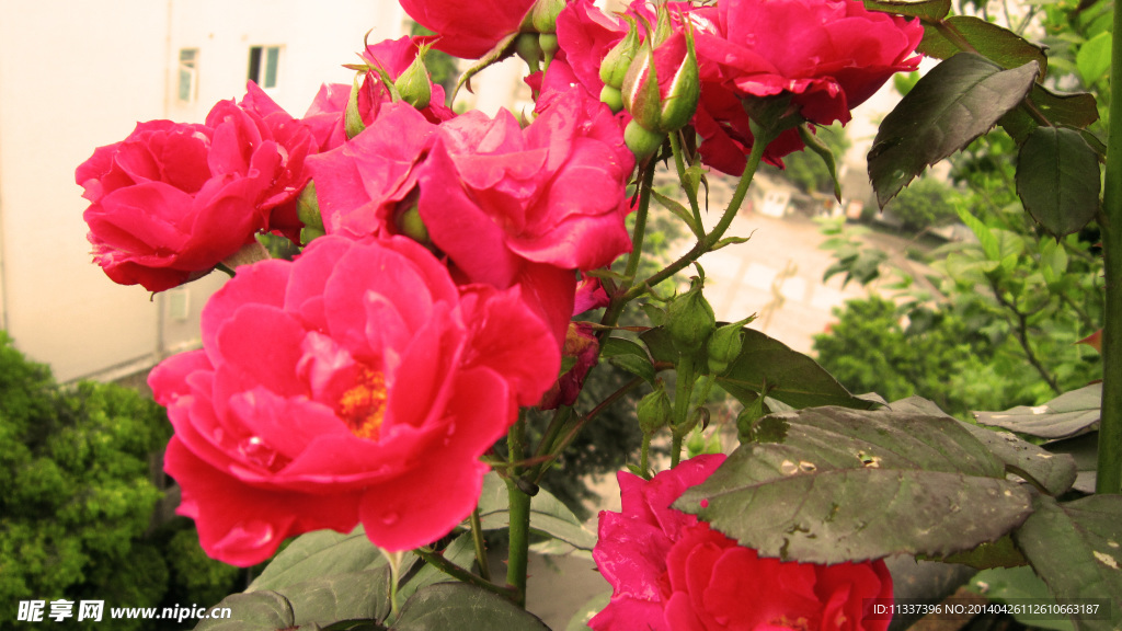 月季花