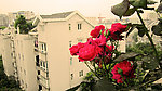 月季花与房屋