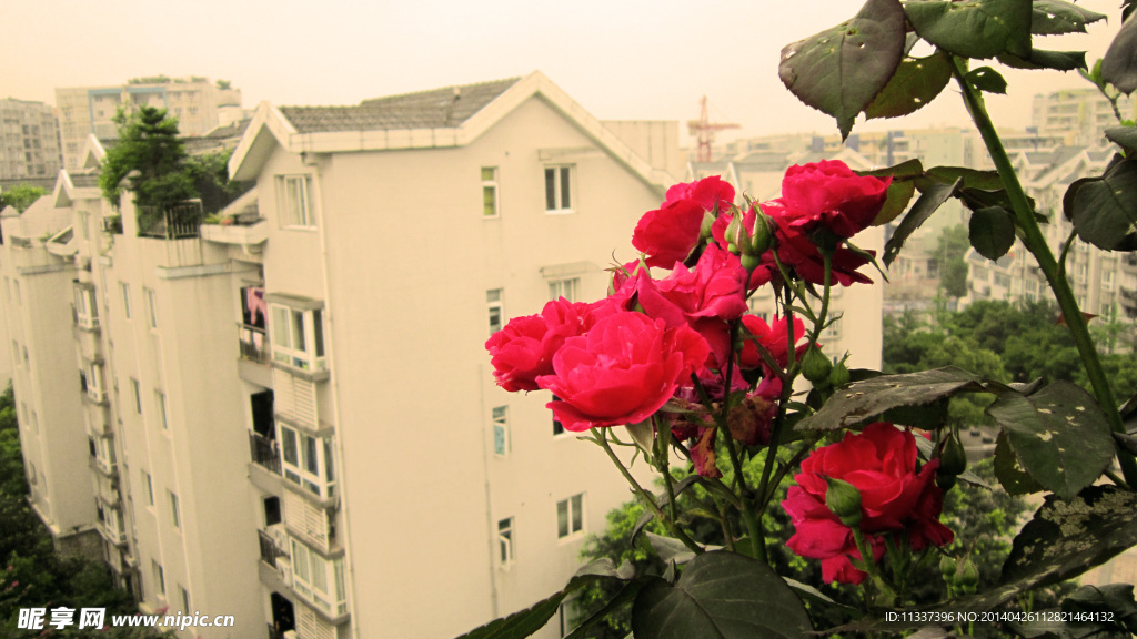 月季花与房屋