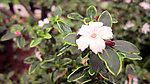 微距小白花