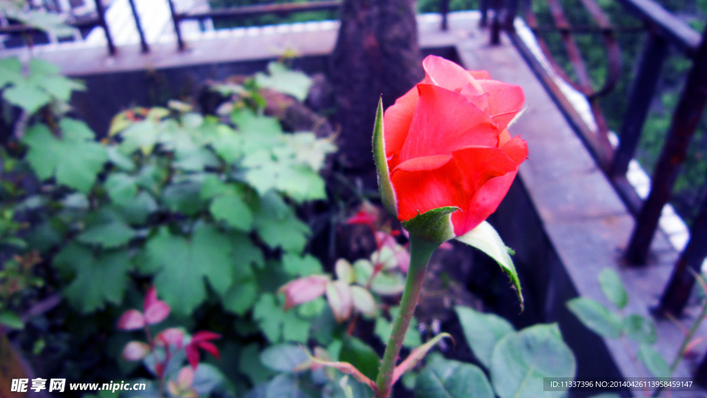 微距花朵