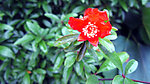 微距小红花