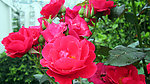 月季花