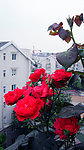 屋顶月季花