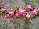 榆叶梅花