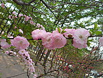 榆叶梅花