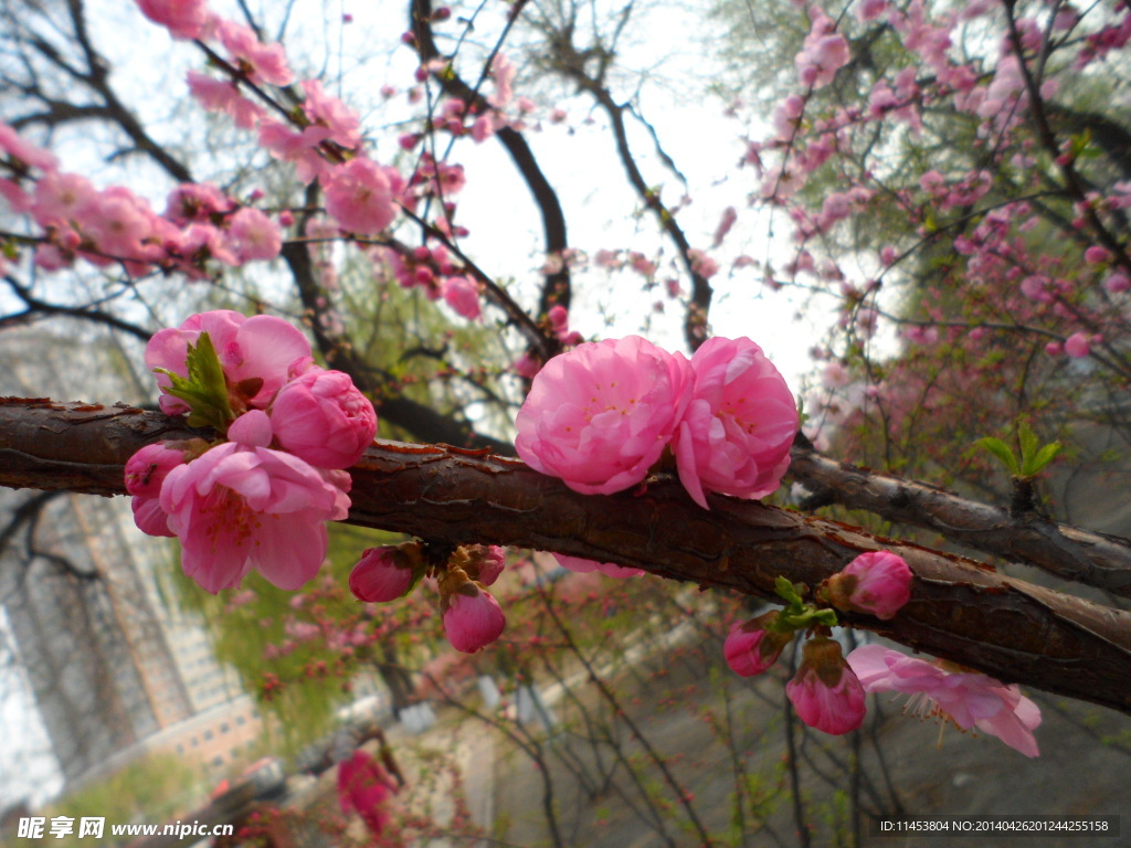 榆叶梅花