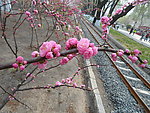 榆叶梅花