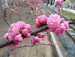 榆叶梅花