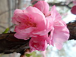 榆叶梅花