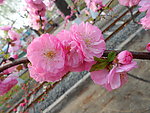 榆叶梅花