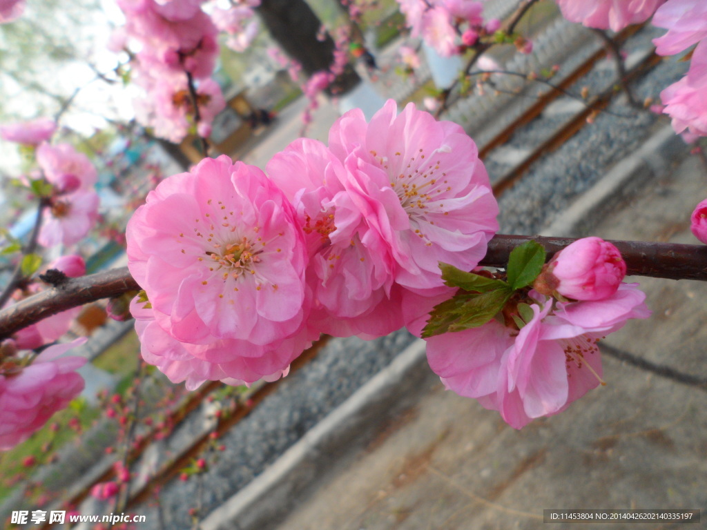 榆叶梅花