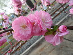 榆叶梅花
