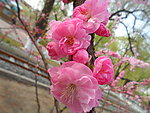 榆叶梅花
